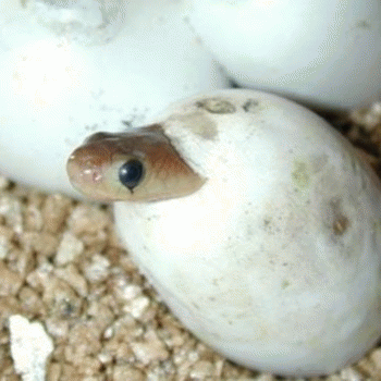 Sloth (USA-2) : Hellllllllllooooooooooo​!​!​!